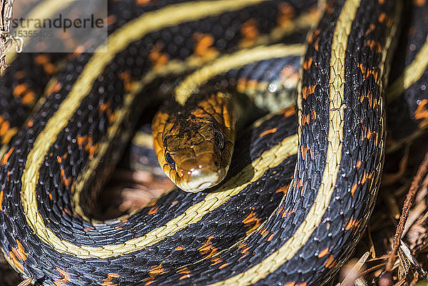 Eine Westliche Strumpfbandnatter (Thamnophis elegans) genießt an einem Frühlingstag die Sonne; Brownsmead  Oregon  Vereinigte Staaten von Amerika