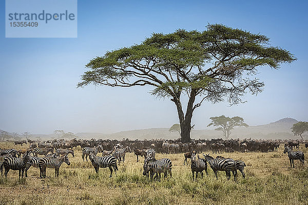 Verwechslung von Streifengnus (Connochaetes taurinus)  die unter einer Akazie stehen  mit einer Herde Steppenzebras (Equus quagga) in der Nähe  Serengeti-Nationalpark; Tansania