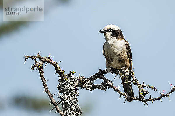 Nördlicher Weißscheitelwürger (Eurocephalus ruppelli) mit Fanglicht im Dornbusch  Serengeti; Tansania