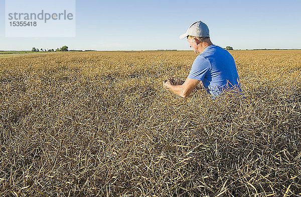Ein Landwirt erkundet ein reifes  erntereifes Rapsfeld in der Nähe von Lorette  Manitoba  Kanada  das gerade geschnitten werden kann.