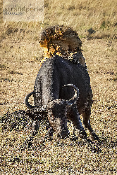 Männlicher Löwe (Panthera leo) drückt Kapbüffel (Syncerus caffer) von hinten nieder  Serengeti; Tansania