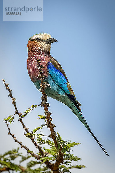 Lila Bruströtchen (Coracias caudatus Linnaeus) sitzt auf einem Ast und dreht den Kopf  Serengeti; Tansania