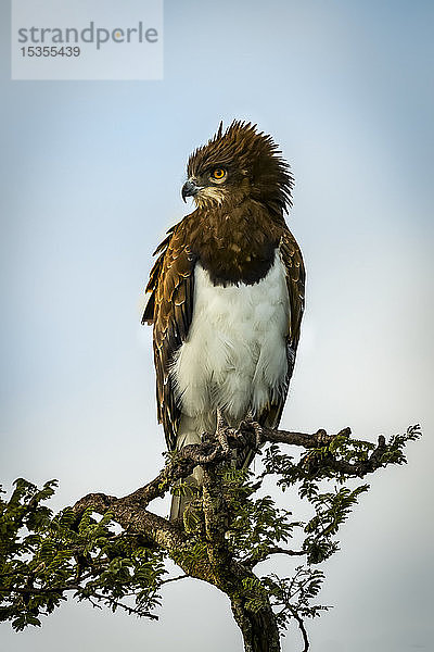 Schwarzbrust-Schlangenadler l(Circaetus pectoralis) schaut von einem belaubten Baum herunter  Serengeti; Tansania