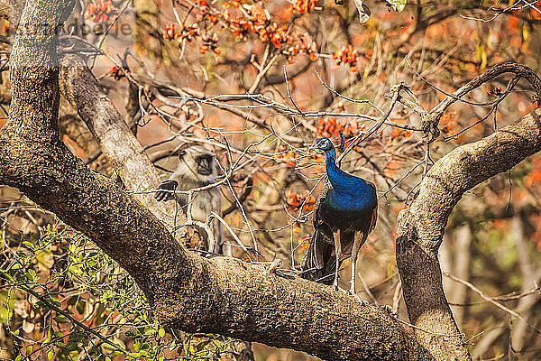 Pfau (Pavo cristatus) auf einem Ast im Ranthambore National Park  Nordindien; Rajasthan  Indien