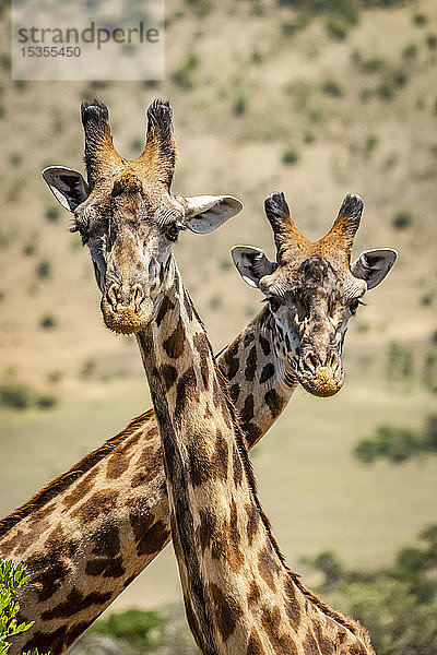 Nahaufnahme von zwei Masai-Giraffen (Giraffa camelopardalis tippelskirchii)  die ihre Hälse kreuzen  Serengeti; Tansania