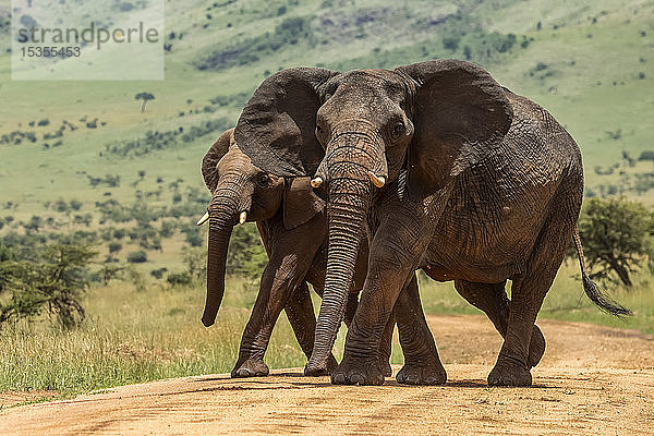 Zwei afrikanische Elefanten (Loxodonta africana) kreuzen im Gleichschritt den Weg  Serengeti-Nationalpark; Tansania