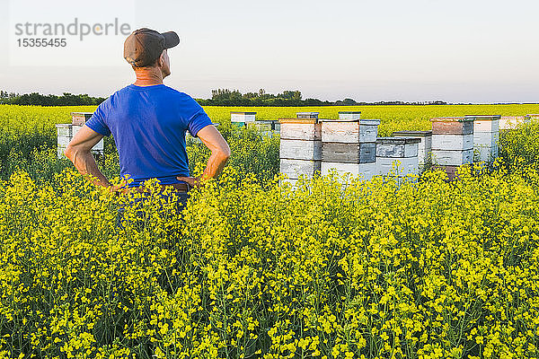 Ein Mann blickt auf kommerzielle Bienenstöcke am Rande eines blühenden Rapsfeldes in der Nähe von Niverville; Manitoba  Kanada