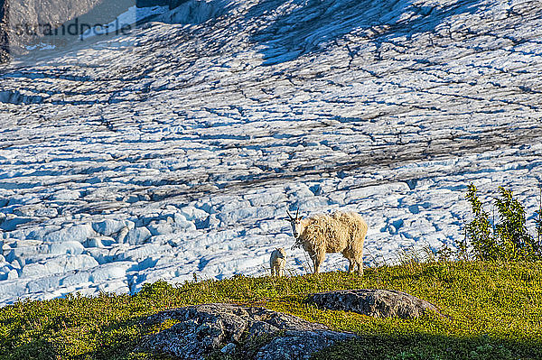 Eine Familie von Bergziegen (Oreamnos americanus) wandert auf der Tundra mit dem Exit Glacier im Hintergrund im Kenai Fjords National Park an einem sonnigen Sommernachmittag in Süd-Zentral-Alaska; Alaska  Vereinigte Staaten von Amerika