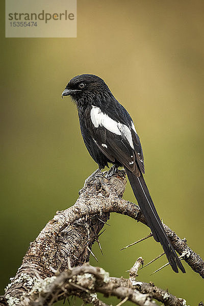 Elsterwürger (Urolestes melanoleucus) schaut von einem dornigen Ast herab  Serengeti; Tansania