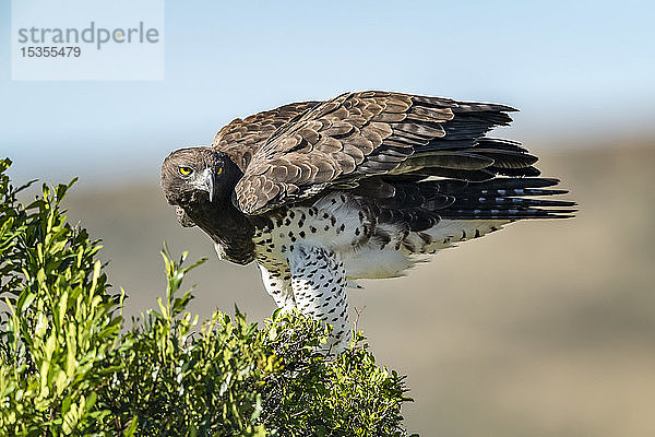 Kampfadler (Polemaetus bellicosus) hockt im belaubten Busch  Serengeti; Tansania