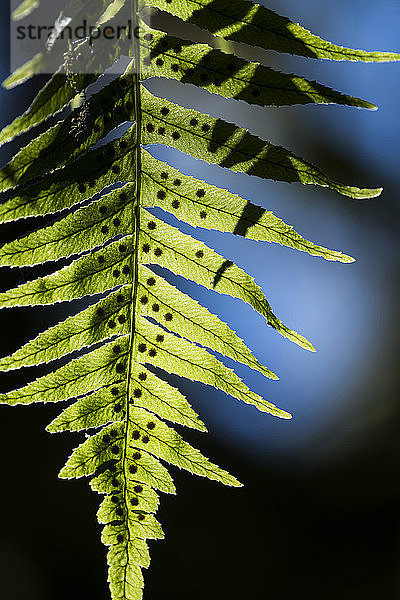 Süßholzfarn (Polypodium glycyrrhiza) wächst in den Bäumen entlang der Küste von Oregon; Hammond  Oregon  Vereinigte Staaten von Amerika