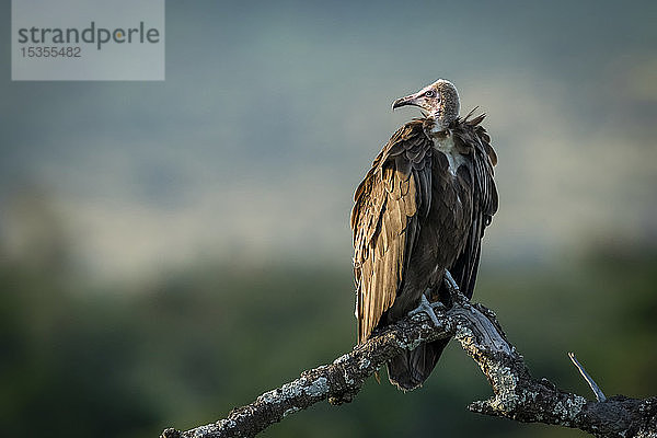 Kapuzengeier (Necrosyrtes monachus) auf totem Baum nach links  Serengeti National Park; Tansania