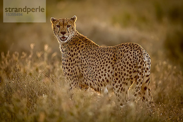 Weiblicher Gepard (Acinonyx jubatu) steht im Gras und beobachtet die Kamera  Serengeti National Park; Tansania