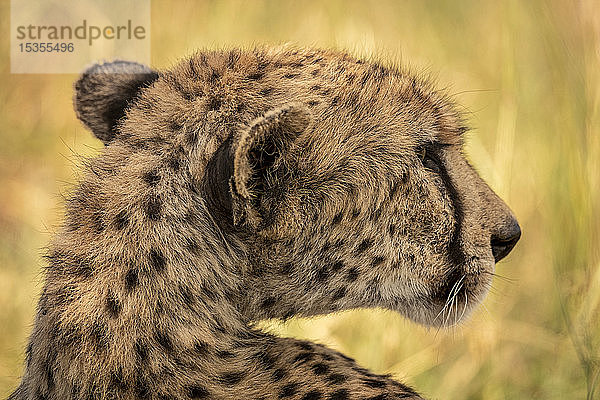 Nahaufnahme des Kopfes eines weiblichen Geparden (Acinonyx jubatus) von hinten  Serengeti; Tansania