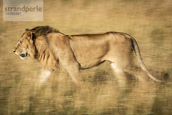 Langsamer Schwenk eines männlichen Löwen (Panthera leo)  der nach links läuft  Serengeti  Tansania