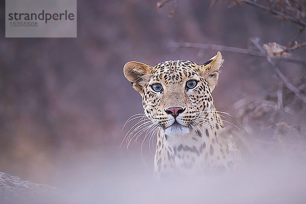 Leopard (Panthera pardus) schaut in die Kamera; Rajasthan  Indien