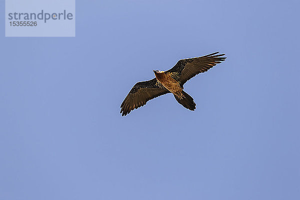 Lämmergeier  auch bekannt als Bartgeier (Gypaetus barbatus)  im Flug vor blauem Himmel; Lalibela  Amhara Region  Äthiopien