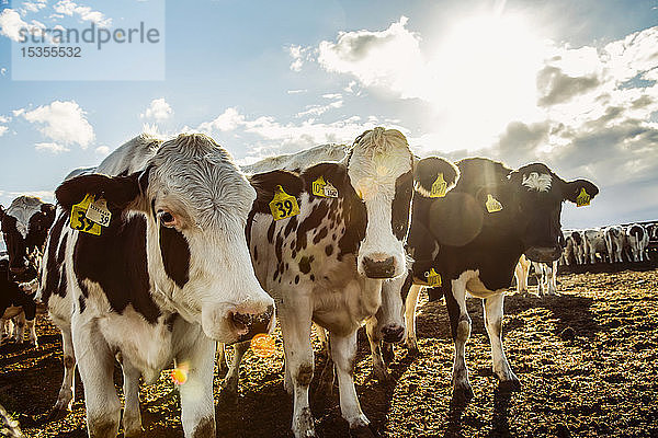 Neugierige Holstein-Kühe schauen in die Kamera  während sie in einem eingezäunten Bereich mit Kennzeichnungsschildern in den Ohren auf einem Roboter-Milchviehbetrieb nördlich von Edmonton stehen; Alberta  Kanada
