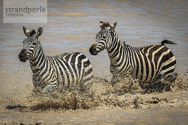 Zwei Steppenzebras (Equus quagga) traben durch einen flachen See  Serengeti-Nationalpark; Tansania