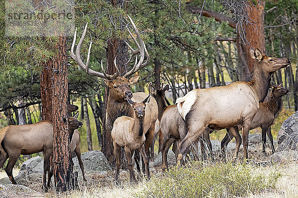 Elchbulle (Cervus canadensis) mit Elchkuh und Kälbern; Denver  Colorado  Vereinigte Staaten von Amerika