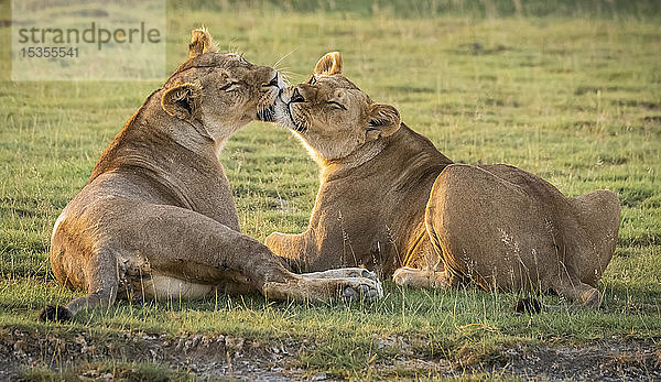 Zwei Löwinnen (Panthera leo) lecken sich gegenseitig  Serengeti-Nationalpark; Tansania