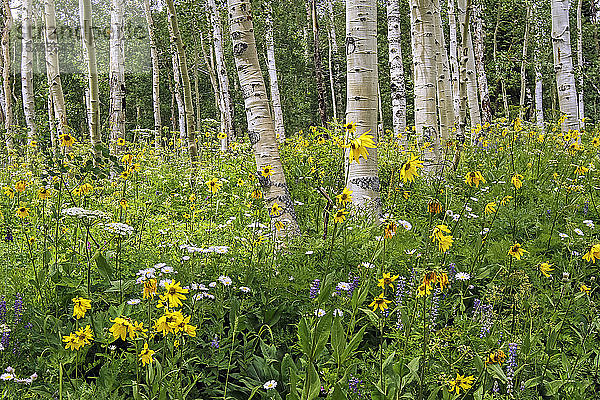 Wildblumen auf einer Wiese unter Birken; Denver  Colorado  Vereinigte Staaten von Amerika