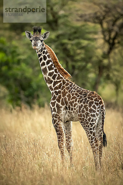 Junge Masai-Giraffe (Giraffa camelopardalis tippelskirchii) steht im langen Gras zwischen Bäumen  Serengeti-Nationalpark; Tansania