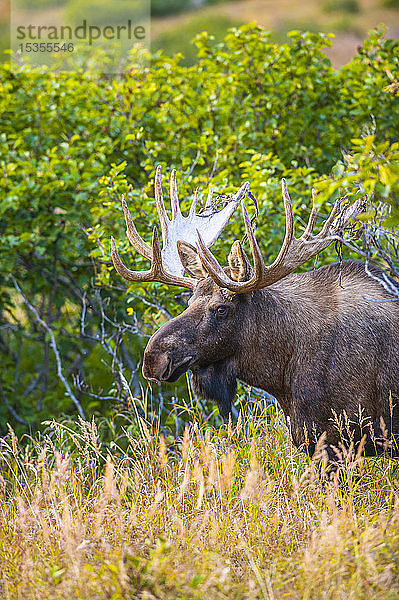 Nahaufnahme eines Elchbullen (Alces alces)  der im Gebüsch in der Nähe des Powerline Passes im Chugach State Park in der Nähe von Anchorage in Süd-Zentral-Alaska an einem sonnigen Herbsttag steht; Alaska  Vereinigte Staaten von Amerika