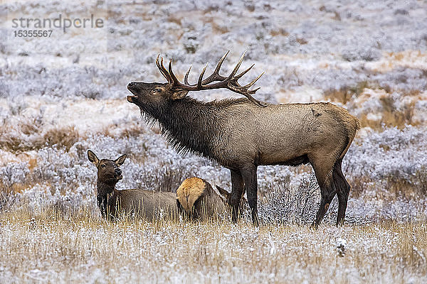 Elchbulle (Cervus canadensis) mit Elchkuh im Hintergrund; Denver  Colorado  Vereinigte Staaten von Amerika