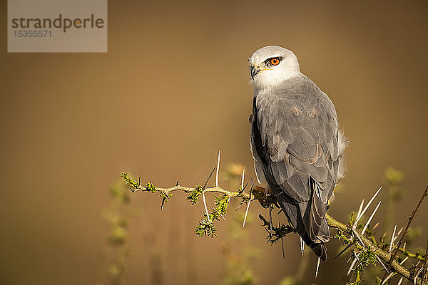 Schwarzschultermilan (Elanus caeruleus) auf einem Dornbusch sitzend  Blick nach links  Serengeti; Tansania