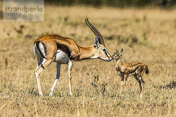 Weibliche Thomson-Gazelle (Eudorcas thomsonii) beugt sich vor  um ihr Baby zu küssen  Serengeti; Tansania