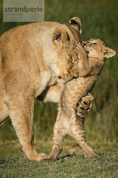 Nahaufnahme einer Löwin (Panthera leo)  die ihr Junges an den Hinterbeinen packt  Serengeti National Park; Tansania