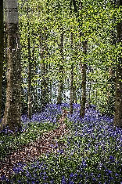 Pfad durch ein Waldgebiet mit Blauglocken  Great High Wood; Durham  County Durham  England