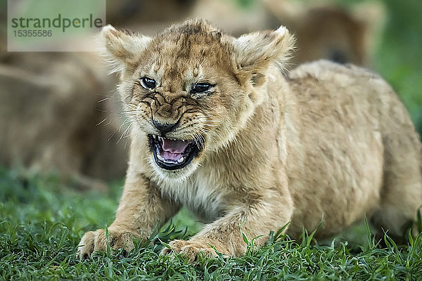 Nahaufnahme eines knurrenden Löwenjungen (Panthera leo) im Gras  Serengeti-Nationalpark; Tansania