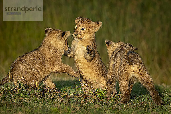 Drei Löwenjunge (Panthera leo) spielen kämpfend im Gras  Serengeti National Park; Tansania