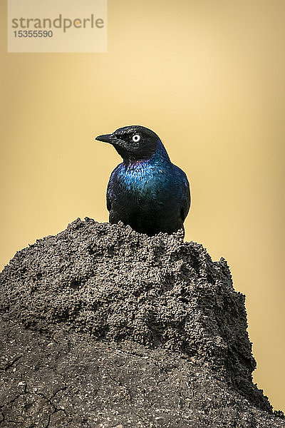 Ruppell-Langschwanzstar (Lamprotornis purpuroptera) auf einem Termitenhügel  Serengeti; Tansania