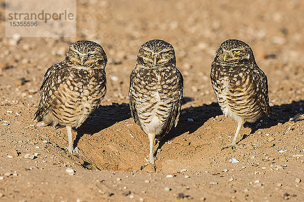 Drei Kanincheneulen (Athene cunicularia)  jede auf einem Bein stehend  am Eingang zu ihrem Bau; Casa Grande  Arizona  Vereinigte Staaten von Amerika