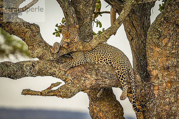 Männlicher Leopard (Panthera pardus) sitzt im Geäst und beobachtet die Kamera  Serengeti; Tansania