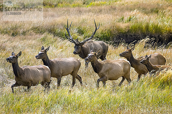 Elchbulle (Cervus canadensis) mit Elchkuh und Kalb  die durch hohe Gräser in einem Feld laufen; Denver  Colorado  Vereinigte Staaten von Amerika