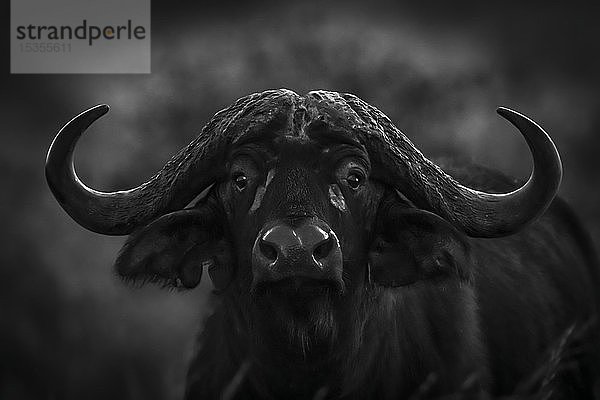 Monochrome Nahaufnahme eines Kapbüffels (Syncerus caffer) im Dunkeln  Serengeti-Nationalpark; Tansania