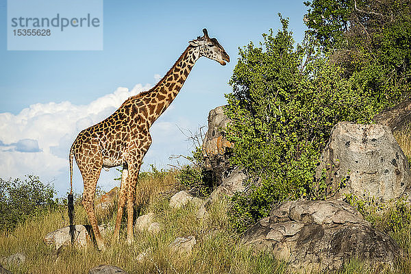 Massai-Giraffe (Giraffa camelopardalis tippelskirchii) beim Sträuchern an einem felsigen Hang  Serengeti; Tansania