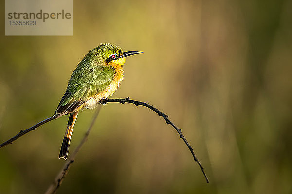 Kleiner Bienenfresser (Merops pusillus) auf gebogenem Ast nach rechts  Serengeti-Nationalpark; Tansania