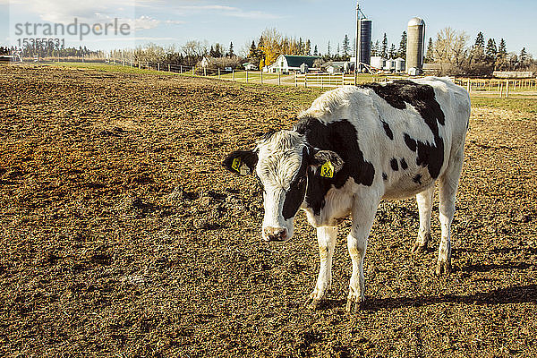 Holstein-Kuh in einem eingezäunten Bereich mit Kennzeichnungsschildern in den Ohren und Betriebsgebäuden im Hintergrund auf einem Roboter-Milchviehbetrieb  nördlich von Edmonton; Alberta  Kanada