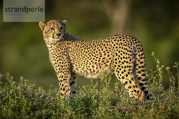 Gepardenjunges (Acinonyx jubatus) steht im Gebüsch und schaut zurück  Serengeti National Park; Tansania