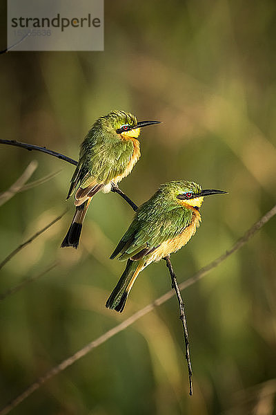 Zwei kleine Bienenfresser (Merops pusillus) auf einem gebogenen Ast  Serengeti-Nationalpark; Tansania