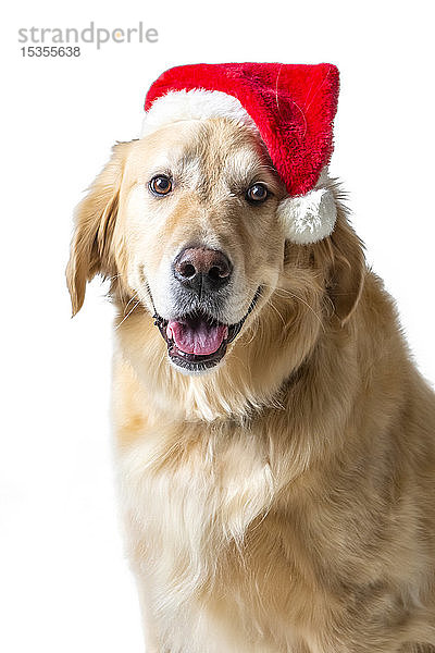 Golden Retriever Hund  trägt Santa Hut im Studio auf weißem Hintergrund  lächelt in die Kamera