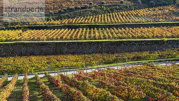 Buntes Laub an Rebstöcken in einem Weinberg  Douro-Tal; Portugal