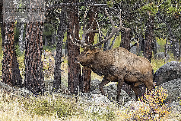 Elchbulle (Cervus canadensis); Denver  Colorado  Vereinigte Staaten von Amerika