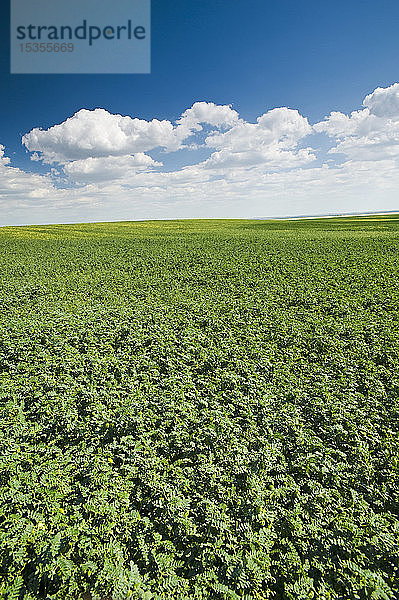 Kichererbsenfeld  in der Nähe von Kincaid; Saskatchewan  Kanada