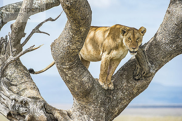 Ausgewachsene Löwin (Panthera leo) starrt von einem Baum im Serengeti-Nationalpark herunter; Tansania